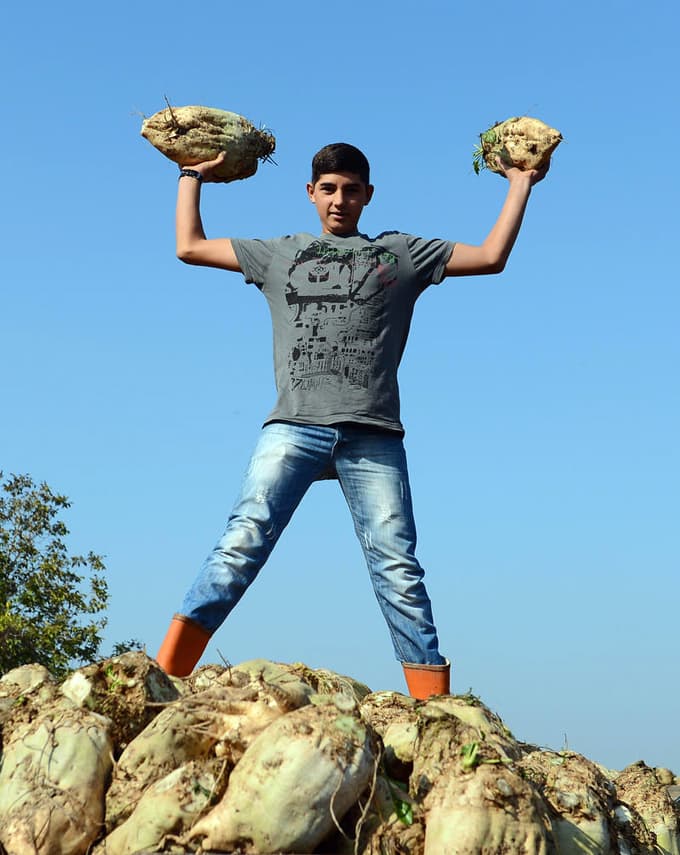 On ikişer kilogramlık şeker pancarı yetiştirdi