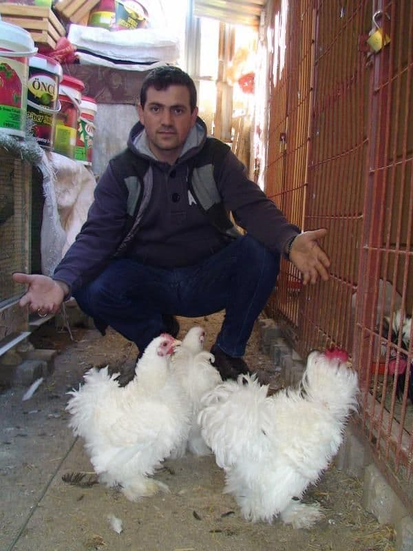 Bu tavukların çifti 1000, tek yumurtası 10 TL
