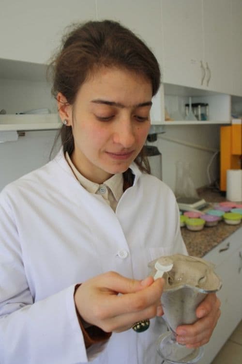 Posadan ayçiçeği ve mısır dondurması üretti