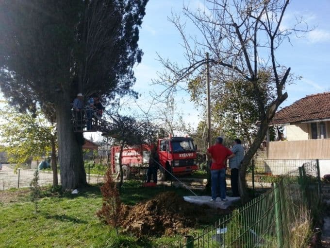 500 yıllık selvi ağacına yaşam desteği