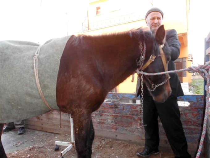 Yaralanan atını, kamyonetle veterinere götürdü