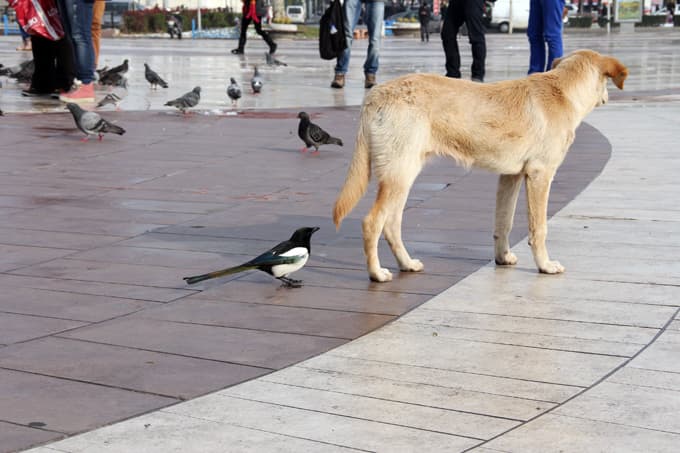 Sakaryalılar hayvanları unutmadı
