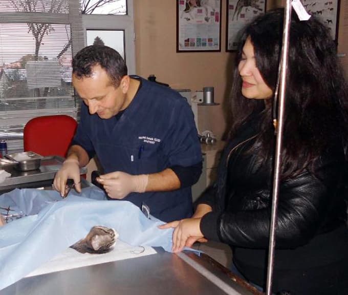 İğne yutan kedisinin başından ayrılmadı