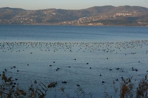 Sapanca Gölü, kış misafirlerini ağırlıyor