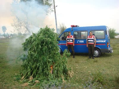 3 Bin 700 Kök Kenevir Ele Geçirildi