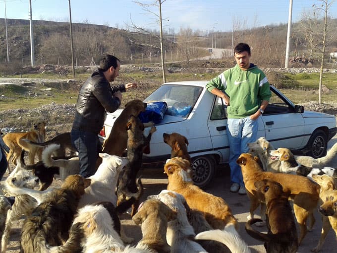 SAÜ HAYSEV üyeleri sokak hayvanlarını besledi