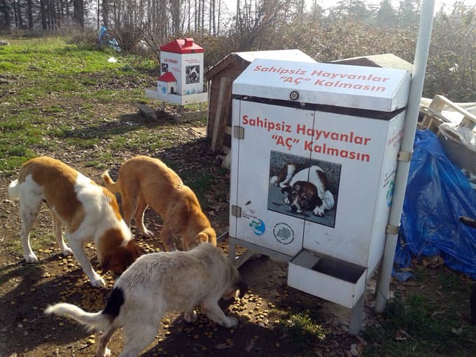 SAÜ HAYSEV üyeleri sokak hayvanlarını besledi