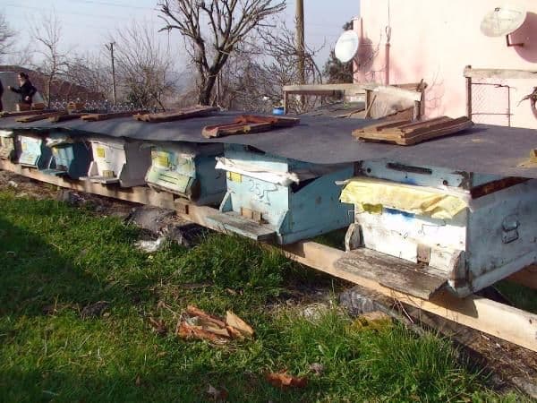 Hırsızlar arıları kovanlarıyla birlikte çaldı