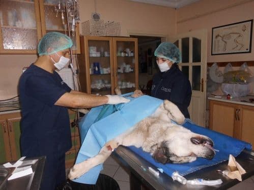 Çoban köpeğine kalp ameliyatı yapıldı