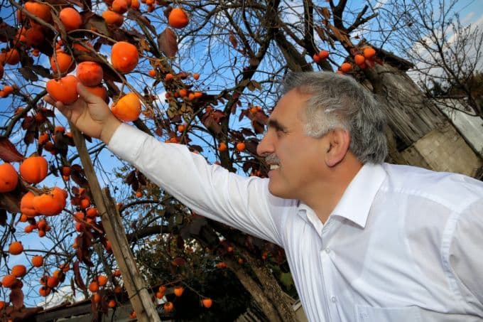 Hendek'te 10 bin adet hurma fidesi dağıtıldı