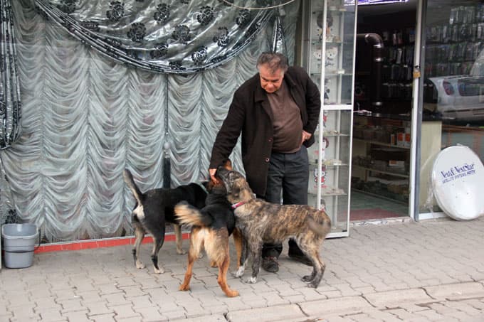 Ömrünü sokak köpeklerine adadı