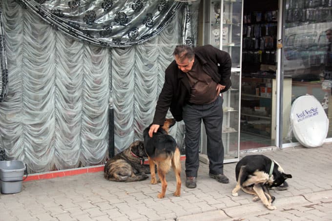 Ömrünü sokak köpeklerine adadı