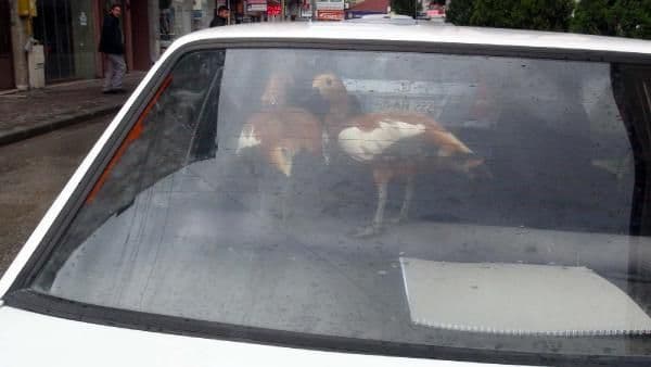 Otomobildeki ördekler, itfaiye ve polisi alarma geçirdi