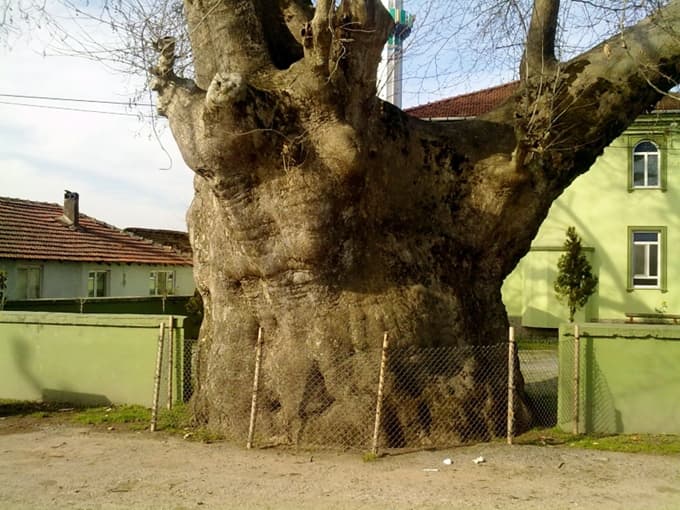 600 yıllık çınar ağacına koruma