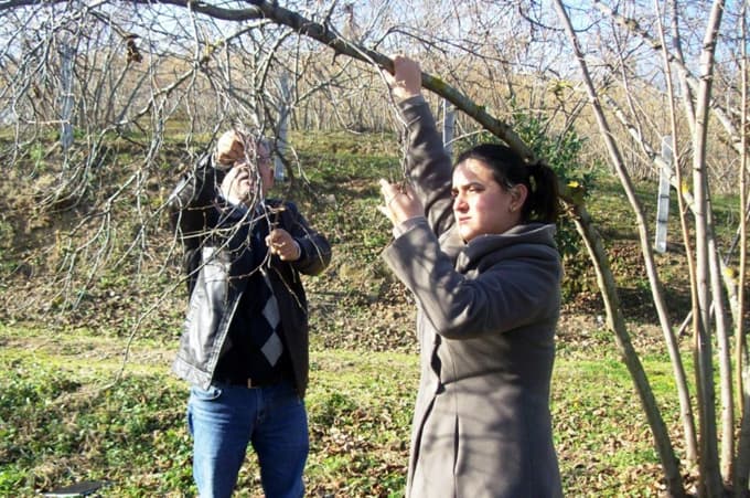 Fındıkta karanfil sayımı yapıldı