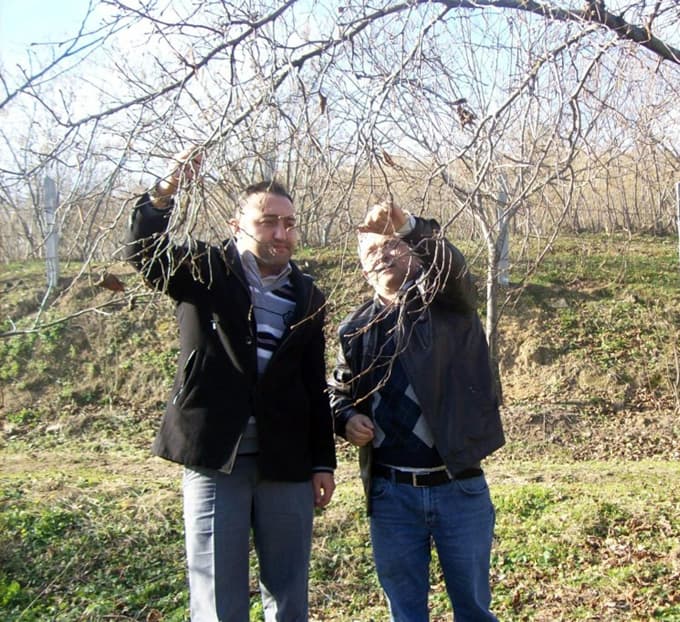 Fındıkta karanfil sayımı yapıldı