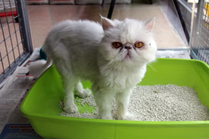 Pet-Shoplar denetleniyor