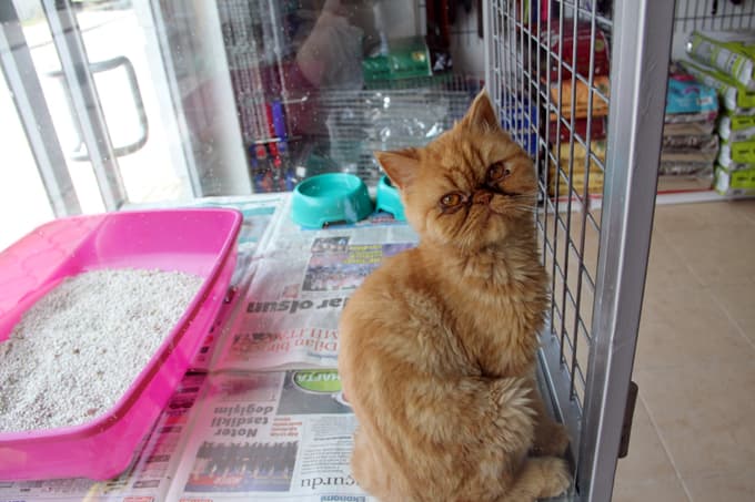 Pet-Shoplar denetleniyor