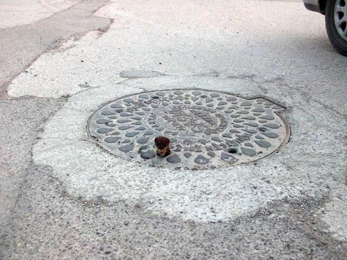 Rögar kapağına sıkışan gelinciği, öğretmen kurtardı
