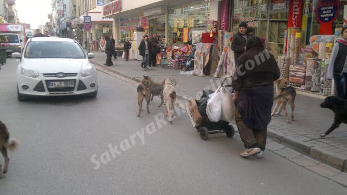 Çok sayıdaki köpeğiyle korku saçıyor
