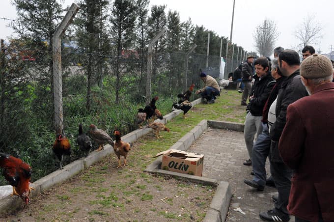Kuş meraklıları, pazarda buluşuyor