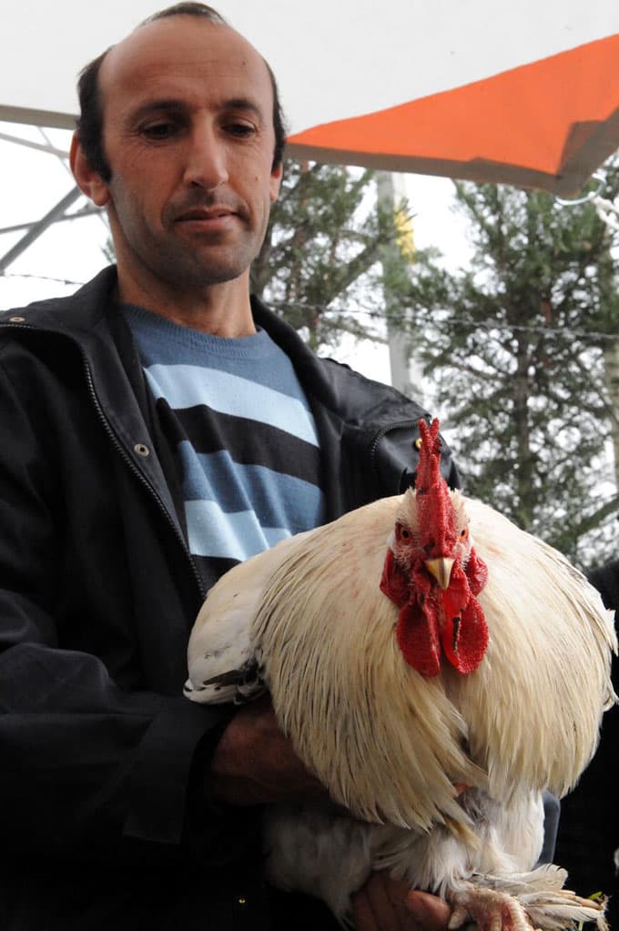 Kuş meraklıları, pazarda buluşuyor