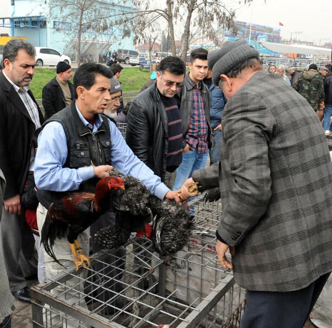 Kuş meraklıları, pazarda buluşuyor