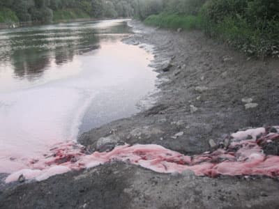 Sakarya Nehri Kan Ağlıyor