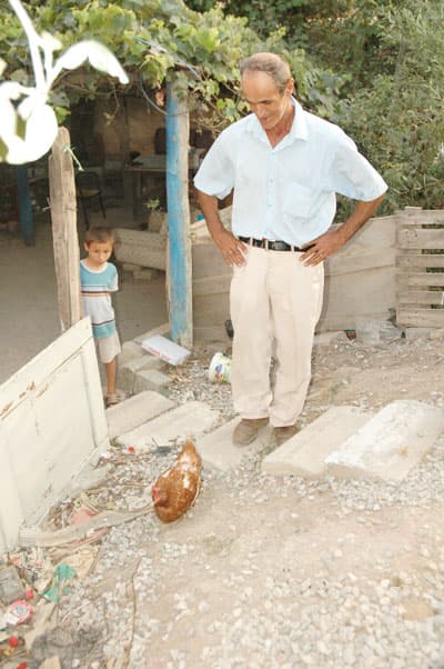 Tavukların Şaşırtıcı Ölümleri!