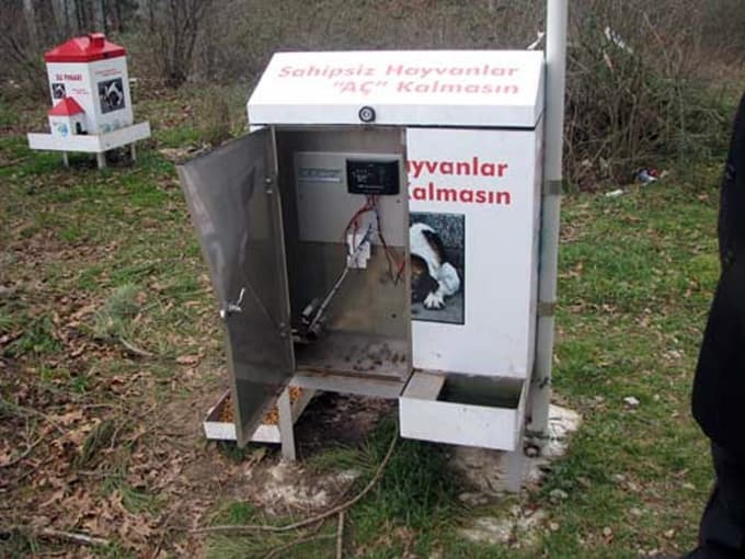 Sokak köpeklerine yem bırakıldı