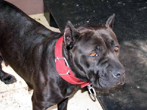 İnternetten 'pitt bull' satışı pahalıya patladı