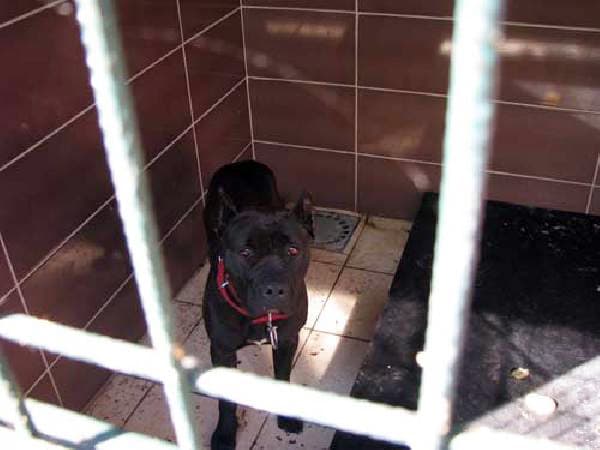 İnternetten 'pitt bull' satışı pahalıya patladı