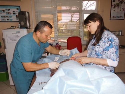 Sahibinin içtiği sigara köpekleri kanser etti