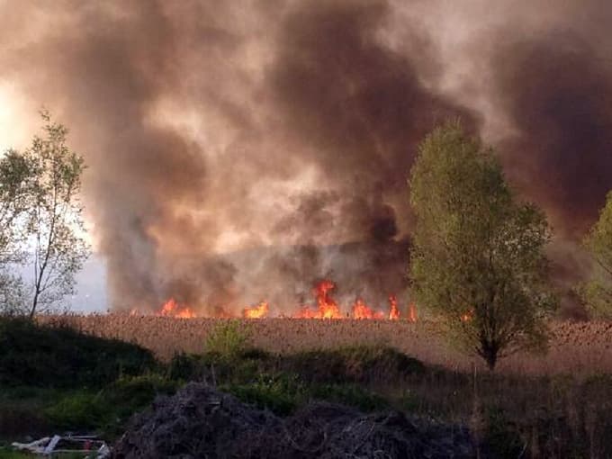 Sapanca Gölü kıyısında sazlık yangını