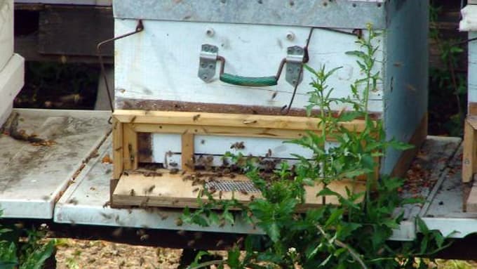 Tarım ilaçları bal arılarını telef etti
