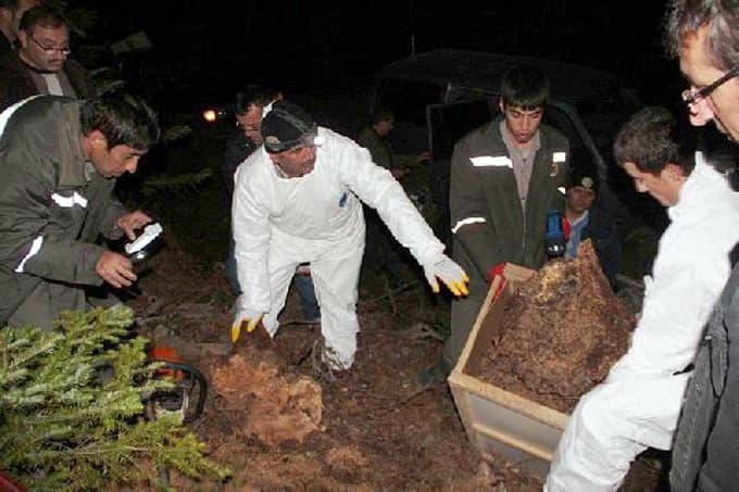 Orman dostu kırmızı karıncalara zorunlu nakil