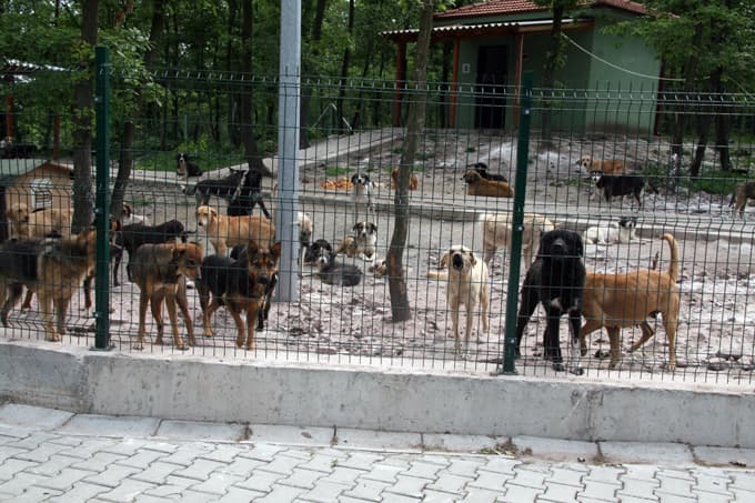 Barınaktan sahiplenilen hayvanın bakımını belediye üstleniyor