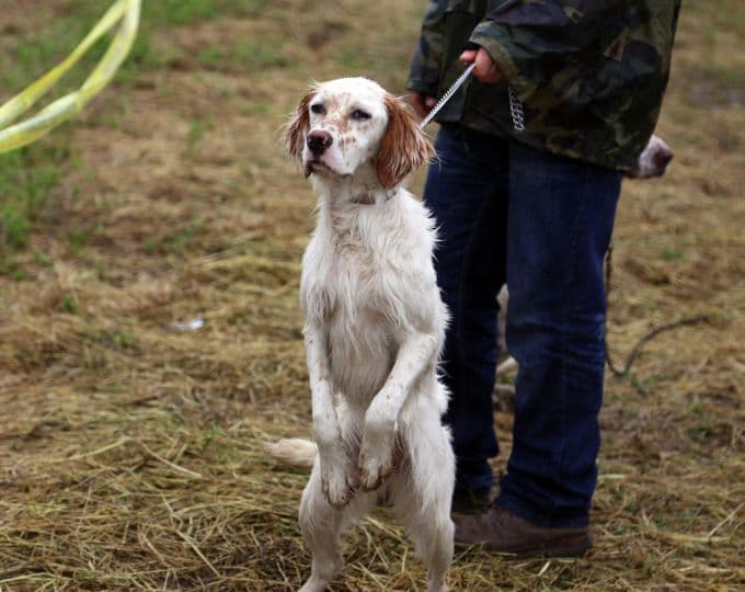 6. Fermalı Av Köpekleri Yarışması yapıldı