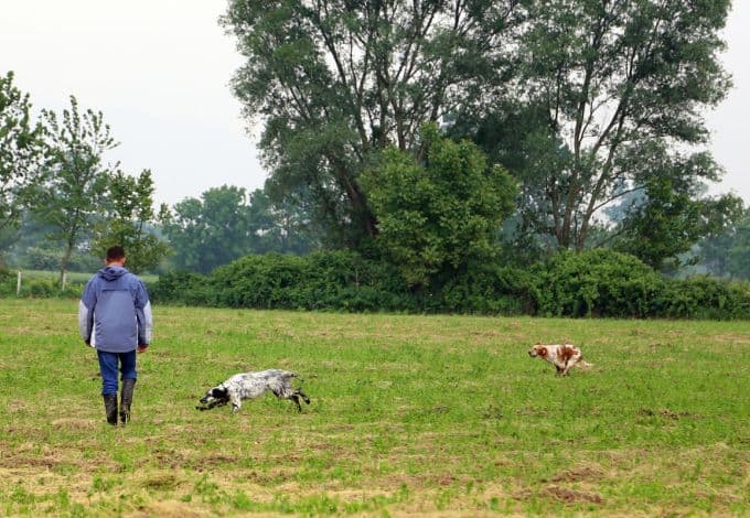 6. Fermalı Av Köpekleri Yarışması yapıldı