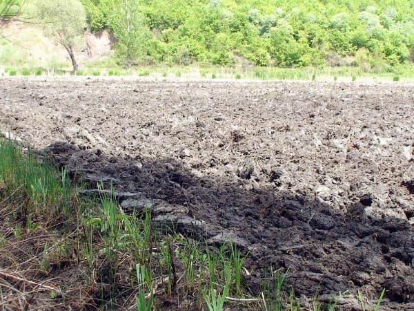 Yanan sazlık alanları traktörle sürüp, tarla yaptılar
