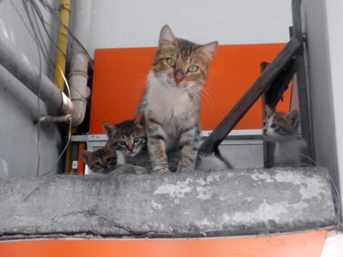 Kedi yavrularını veterinere bırakıp kaçtılar