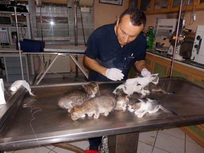 Kedi yavrularını veterinere bırakıp kaçtılar