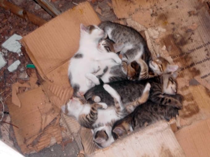Kedi yavrularını veterinere bırakıp kaçtılar