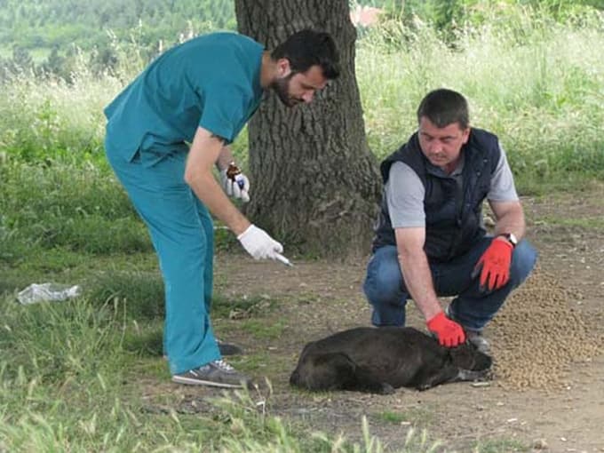 Karaman'da sokak hayvanları aşılandı