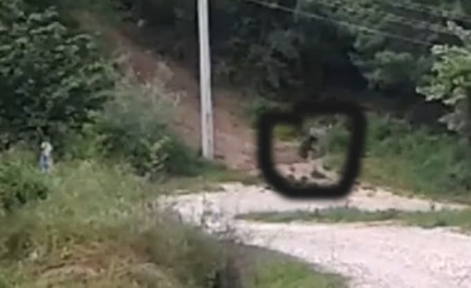 Geyve'nin Akıncı Köyü'nün sıradışı bir misafiri var
