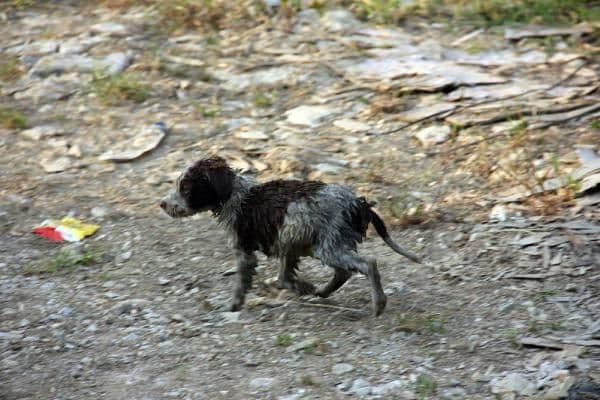 Dereye düşen yavru köpekleri itfaiye kurtardı