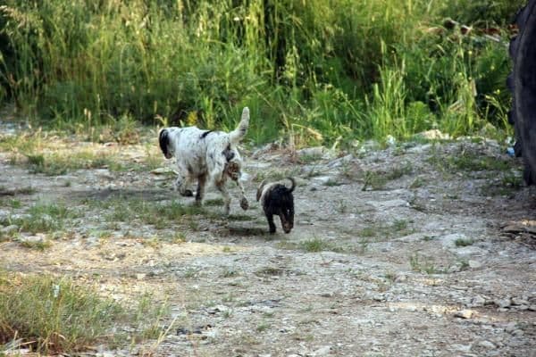 Dereye düşen yavru köpekleri itfaiye kurtardı