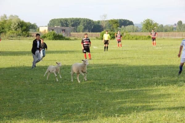 Kuzular sahaya girdi, futbol maçı durdu