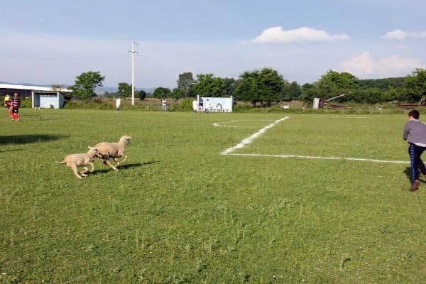 Kuzular sahaya girdi, futbol maçı durdu