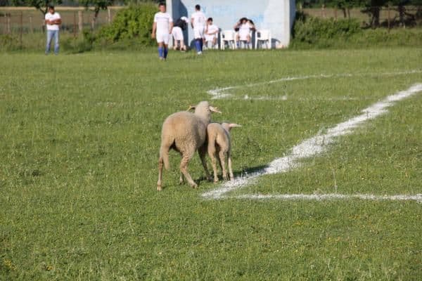 Kuzular sahaya girdi, futbol maçı durdu